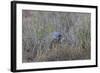 Southern Pale Chanting Goshawk (Melierax Canorus) with a Skink-James Hager-Framed Photographic Print