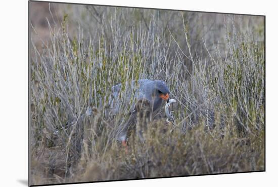 Southern Pale Chanting Goshawk (Melierax Canorus) with a Skink-James Hager-Mounted Photographic Print