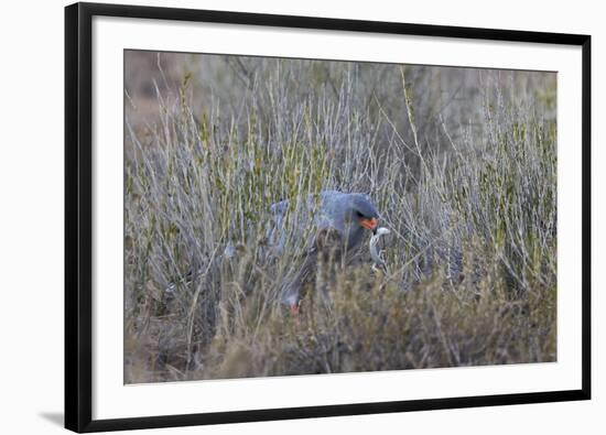 Southern Pale Chanting Goshawk (Melierax Canorus) with a Skink-James Hager-Framed Photographic Print