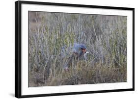 Southern Pale Chanting Goshawk (Melierax Canorus) with a Skink-James Hager-Framed Photographic Print