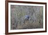 Southern Pale Chanting Goshawk (Melierax Canorus) with a Skink-James Hager-Framed Photographic Print