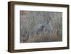 Southern Pale Chanting Goshawk (Melierax Canorus) with a Skink-James Hager-Framed Photographic Print