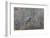 Southern Pale Chanting Goshawk (Melierax Canorus) with a Skink-James Hager-Framed Photographic Print