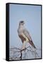 Southern Pale Chanting Goshawk (Melierax Canorus)-James Hager-Framed Stretched Canvas