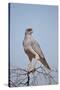 Southern Pale Chanting Goshawk (Melierax Canorus)-James Hager-Stretched Canvas