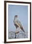 Southern Pale Chanting Goshawk (Melierax Canorus)-James Hager-Framed Photographic Print