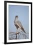 Southern Pale Chanting Goshawk (Melierax Canorus)-James Hager-Framed Photographic Print