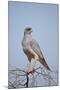 Southern Pale Chanting Goshawk (Melierax Canorus)-James Hager-Mounted Photographic Print