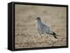 Southern Pale Chanting Goshawk (Melierax Canorus)-James Hager-Framed Stretched Canvas