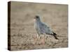 Southern Pale Chanting Goshawk (Melierax Canorus)-James Hager-Stretched Canvas