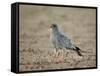 Southern Pale Chanting Goshawk (Melierax Canorus)-James Hager-Framed Stretched Canvas