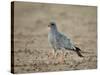 Southern Pale Chanting Goshawk (Melierax Canorus)-James Hager-Stretched Canvas