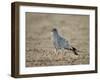 Southern Pale Chanting Goshawk (Melierax Canorus)-James Hager-Framed Photographic Print