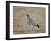 Southern Pale Chanting Goshawk (Melierax Canorus)-James Hager-Framed Photographic Print