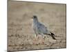 Southern Pale Chanting Goshawk (Melierax Canorus)-James Hager-Mounted Photographic Print