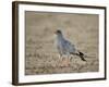 Southern Pale Chanting Goshawk (Melierax Canorus)-James Hager-Framed Photographic Print