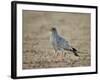 Southern Pale Chanting Goshawk (Melierax Canorus)-James Hager-Framed Photographic Print