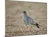 Southern Pale Chanting Goshawk (Melierax Canorus)-James Hager-Mounted Photographic Print
