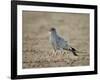 Southern Pale Chanting Goshawk (Melierax Canorus)-James Hager-Framed Photographic Print