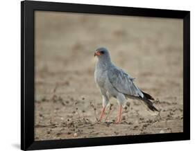 Southern Pale Chanting Goshawk (Melierax Canorus)-James Hager-Framed Photographic Print