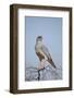 Southern Pale Chanting Goshawk (Melierax Canorus)-James Hager-Framed Photographic Print