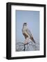 Southern Pale Chanting Goshawk (Melierax Canorus)-James Hager-Framed Photographic Print