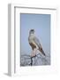 Southern Pale Chanting Goshawk (Melierax Canorus)-James Hager-Framed Photographic Print