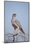 Southern Pale Chanting Goshawk (Melierax Canorus)-James Hager-Mounted Photographic Print