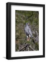 Southern Pale Chanting Goshawk (Melierax Canorus)-James Hager-Framed Photographic Print