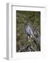 Southern Pale Chanting Goshawk (Melierax Canorus)-James Hager-Framed Photographic Print