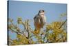 Southern Pale Chanting Goshawk, Melierax Canorus-Grobler du Preez-Stretched Canvas