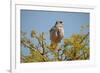 Southern Pale Chanting Goshawk, Melierax Canorus-Grobler du Preez-Framed Photographic Print