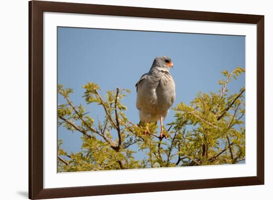 Southern Pale Chanting Goshawk, Melierax Canorus-Grobler du Preez-Framed Photographic Print