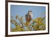 Southern Pale Chanting Goshawk, Melierax Canorus-Grobler du Preez-Framed Photographic Print