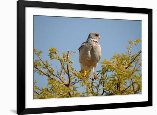 Southern Pale Chanting Goshawk, Melierax Canorus-Grobler du Preez-Framed Photographic Print