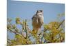 Southern Pale Chanting Goshawk, Melierax Canorus-Grobler du Preez-Mounted Photographic Print