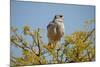 Southern Pale Chanting Goshawk, Melierax Canorus-Grobler du Preez-Mounted Photographic Print