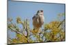 Southern Pale Chanting Goshawk, Melierax Canorus-Grobler du Preez-Mounted Photographic Print