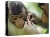 Southern Pig-Tailed Macaque, Sepilok, Borneo, Malaysia-Anthony Asael-Stretched Canvas