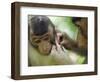 Southern Pig-Tailed Macaque, Sepilok, Borneo, Malaysia-Anthony Asael-Framed Photographic Print
