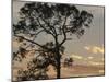 Southern pine at sunset, Bushnell, Florida-Maresa Pryor-Mounted Photographic Print