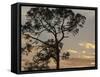 Southern pine at sunset, Bushnell, Florida-Maresa Pryor-Framed Stretched Canvas