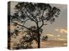 Southern pine at sunset, Bushnell, Florida-Maresa Pryor-Stretched Canvas