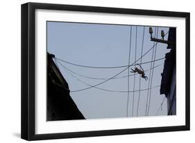 Southern Plains Gray Langur-null-Framed Photographic Print