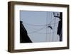 Southern Plains Gray Langur-null-Framed Photographic Print