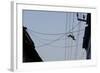 Southern Plains Gray Langur-null-Framed Photographic Print