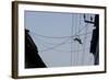 Southern Plains Gray Langur-null-Framed Photographic Print