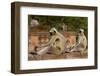 Southern Plains Grey - Hanuman Langur (Semnopithecus Dussumieri) Sitting-Pete Oxford-Framed Photographic Print