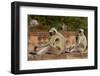 Southern Plains Grey - Hanuman Langur (Semnopithecus Dussumieri) Sitting-Pete Oxford-Framed Photographic Print