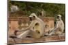 Southern Plains Grey - Hanuman Langur (Semnopithecus Dussumieri) Sitting-Pete Oxford-Mounted Photographic Print